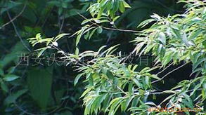 西安沃森生物科技植物提取物產品概覽